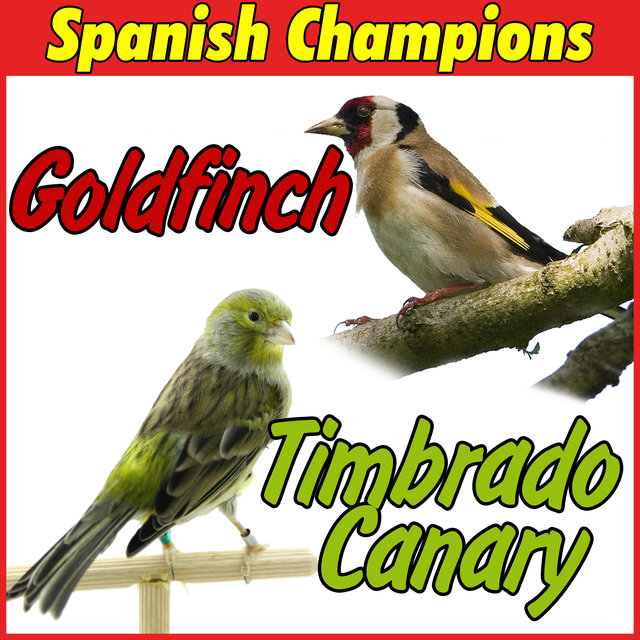 TÉLÉCHARGER CHANT CANARI MALINOIS GRATUIT CANARI MALINOIS GRATUIT TÉLÉCHARGER CHANT